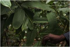 Schumannianthus virgatus